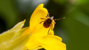 Αιμορραγικός πυρετός: Η διαδρομή του τσιμπουριού μέχρι τη Λάρισα - Βελτιωμένη η κατάσταση της γιατρού