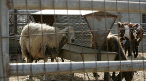 ΥΠΑΑΤ: Δέσμη 7 άμεσων μέτρων για την αντιμετώπιση της ευλογιάς των αιγοπροβάτων