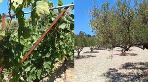 Ζημιές σε καλλιέργειες εξαιτίας της λειψυδρίας και της ξηρασίας - βίντεο