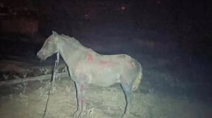 Φωτιά στην Πρέβεζα: Η συγκλονιστική φωτογραφία με άλογο στη Φιλιππιάδα!