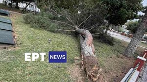 Δυτική Ελλάδα: Πάνω από 100 κλήσεις στην Πυροσβεστική για πτώσεις δέντρων