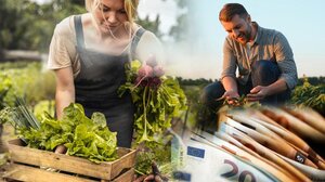 Αγρότες: Ένας στους τρεις κινδυνεύει με απώλεια εισοδήματος – Πού χάνουν χρήματα