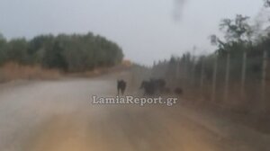 Κίνδυνος στον σιδηρόδρομο Λαμίας: Κοπάδι αγριογούρουνα "κόβει βόλτες" στις γραμμές