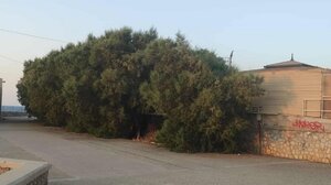 Ένας προβληματισμός για τα τεράστια αλμυρίκια στην Παραλιακή