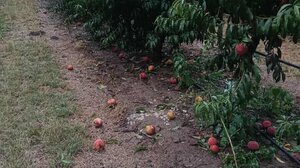 Αμύνταιο: Καταστροφές σε καλλιέργειες από τη σφοδρή χαλαζόπτωση