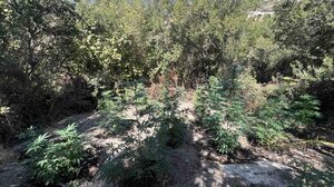 Δύο συλλήψεις και δεκάδες δενδρύλλια κάνναβης "θεριά" στο Ρέθυμνο!