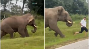 Ελέφαντας κυνήγησε και πάτησε τουρίστα που προσπάθησε να βγάλει μαζί του selfie