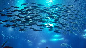 22ο Διεθνές Συνέδριο για τις Ασθένειες των Υδρόβιων Οργανισμών στο Ηράκλειο