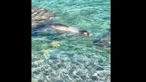 Σύμη: Φώκια κολυμπά δίπλα σε λουόμενους στα καταγάλανα νερά στην παραλία Μαραθούντας