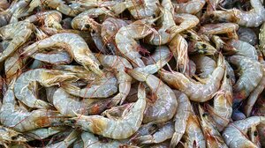 Συναγερμός στις ΗΠΑ: Ανάκληση κατεψυγμένων γαρίδων λόγω πιθανής ραδιενεργής μόλυνσης