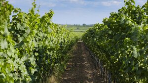 Καλλιέργειες στην Κρήτη: ένας σχεδιασμός του … ποδαριού!