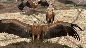 "SOS" για τους γύπες που διασώθηκαν στην Κρήτη - Η "έκκληση" του Συλλόγου "ΑΝΙΜΑ"