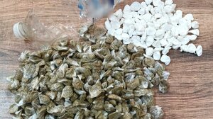 Φυλακές Χανίων: Έκρυβαν στο κελί τους τα φιξάκια της κοκαΐνης και της κάνναβης