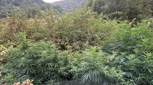 Μυλοπόταμος: Οκτώ χασισοφυτείες ο "απολογισμός" νέας αστυνομικής επιχείρησης