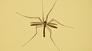  Κουνούπια: Οι 7 λόγοι για το πώς διαλέγουν τα «θύματά» τους