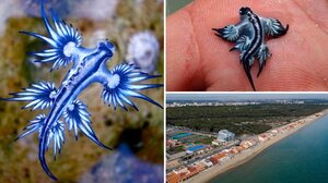 Πανικός σε διάσημη παραλία της Ισπανίας - Απαγορεύτηκε το κολύμπι λόγω "μπλε δράκων"