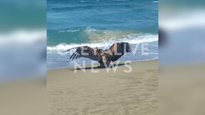 Όρνεο «προσγειώθηκε» στην παραλία της Γεωργιούπολης - Δείτε βίντεο