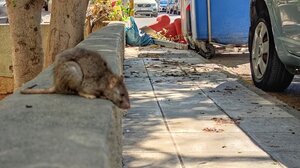 Παγίδες για την... εξάλειψη των ποντικών στο Ηράκλειο - Επιχείρηση "σκούπα" από τον Δήμο