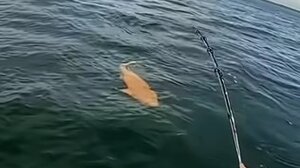 Σπάνιος πορτοκαλί καρχαρίας εντοπίστηκε στην Κόστα Ρίκα - Δείτε βίντεο