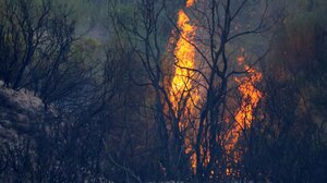 Πυρκαγιά στο Αμμόβουνο Ορεστιάδας - Επιχειρούν 3 αεροσκάφη και 2 ελικόπτερα
