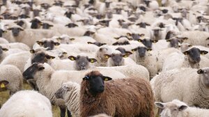 Αποκατάσταση της αδικίας για τους αιγο-προβατοτρόφους του νησιού ζητά η Περιφέρεια Κρήτης 