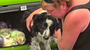 Σε ψυγείο σούπερ μάρκετ σκύλος για να γλυτώσει την ζέστη - Βίντεο