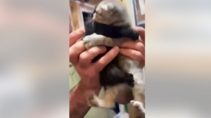 Τα γατάκια που δεν ήθελαν να... χωριστούν - Δείτε το βίντεο που λιώνει καρδιές