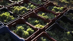 Άρχισε ο τρύγος στον αστικό αμπελώνα του Δήμου Θεσσαλονίκης