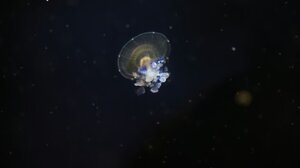 Επιστημονικές επαναστάσεις: Μπορεί μια αστρονομική ανωμαλία να τις αμφισβητήσει;