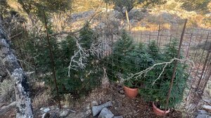 Νέα αστυνομική επιχείρηση στον Μυλοπόταμο - Εντοπίστηκαν εννέα χασισοφυτείες