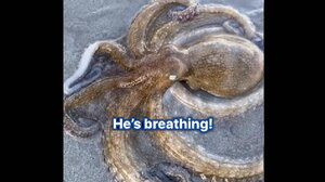 Viral τρυφερή στιγμή με χταπόδι να "ευχαριστεί" γυναίκα που το έσωσε