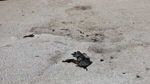 Ποια ήταν η γυναίκα που αυτοπυρπολήθηκε στο Ζάππειο