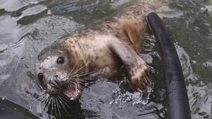 Φώκια «έκοβε» βόλτες σε παραλία της Εύβοιας