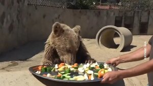 Τουρκία: Αρκούδα έγινε viral καθώς έφαγε πολλά φρούτα και κατέληξε στο... νοσοκομείο - Βίντεο