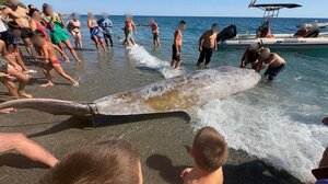 Κρήτη: οι νεκροί Ζιφιοί και η επίθεση με τα Ισραηλινά drones στον στολίσκο για τη Γάζα