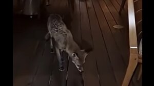 Μια αλεπού στο... Κολωνάκι!