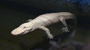 Ο αλμπίνο αλιγάτορας Κλοντ έγινε 30 ετών στις ΗΠΑ