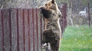 Φλώρινα: Αρκούδα εισέβαλε σε κτηνοτροφική μονάδα κατασπάραξε 15 πρόβατα