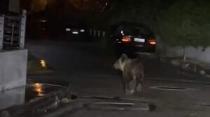 Αναστάτωση στα Τρίκαλα: Αρκούδα "βγήκε" βόλτα στην πόλη