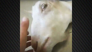 Φρίκη στην Ηλεία: Πέταξαν κοντά στο φράγμα του Αλφειού ζωντανή κατσίκα που είχε ακρωτηριαστεί λόγω παστουρώματος