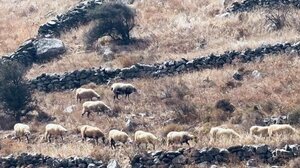 Θαύμα: Κρητικός αποζημιώθηκε για τον... Daniel με χωράφια στη Λάρισα!