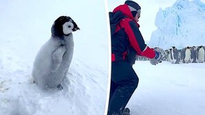 Μωρό πιγκουίνος διασώζεται από Ρώσους επιστήμονες στην Ανταρκτική