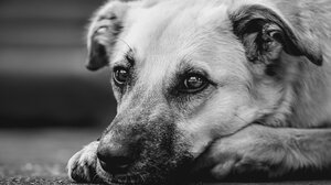 Βραβεύουν τον διοικητή και τους αστυνομικούς του ΑΤ Κισσάμου για τον χειρισμό των υποθέσεων κακοποίησης ζώων 