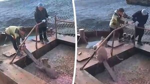 Έτρεξαν να σωθούν, αφού έσωσαν την αρκούδα!