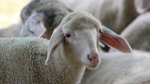 Νέα παράταση στα προληπτικά μέτρα για την ευλογιά των αιγοπροβάτων στην Κρήτη