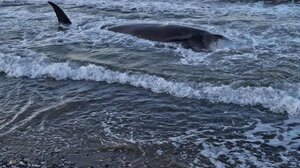 Μαζικός εκβρασμός φαλαινοειδών στη Νότια Κρήτη- Σε κινητοποίηση οι αρχές! Δείτε βίντεο