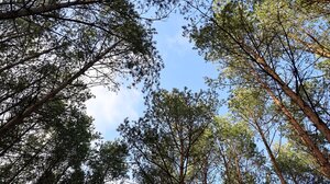 Κίνηση-ματ για την αναβάθμιση και συντήρηση του πρασίνου του Δήμου Ηρακλείου 