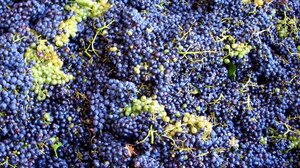 Μέχρι πότε θα παραλαμβάνει οινοστάφυλα στο Οινοποιείο Παλιανής η Ένωση Ηρακλείου