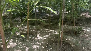 Πρωτομηνιά με χασισοφυτεία και μία σύλληψη στη Μεσαρά