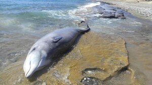 Στο Υπουργείο Περιβάλλοντος η προκαταρκτική έκθεση των επιστημόνων για τον εκβρασμό ζιφιών στη Νότια Κρήτη